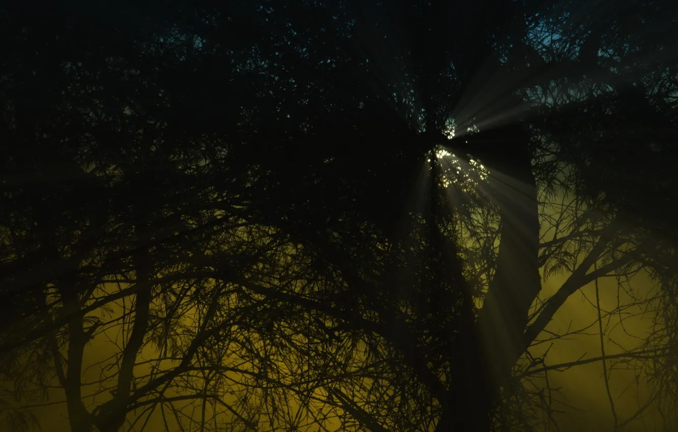 Photo wallpaper rays, light, branches, nature, plant, the bushes