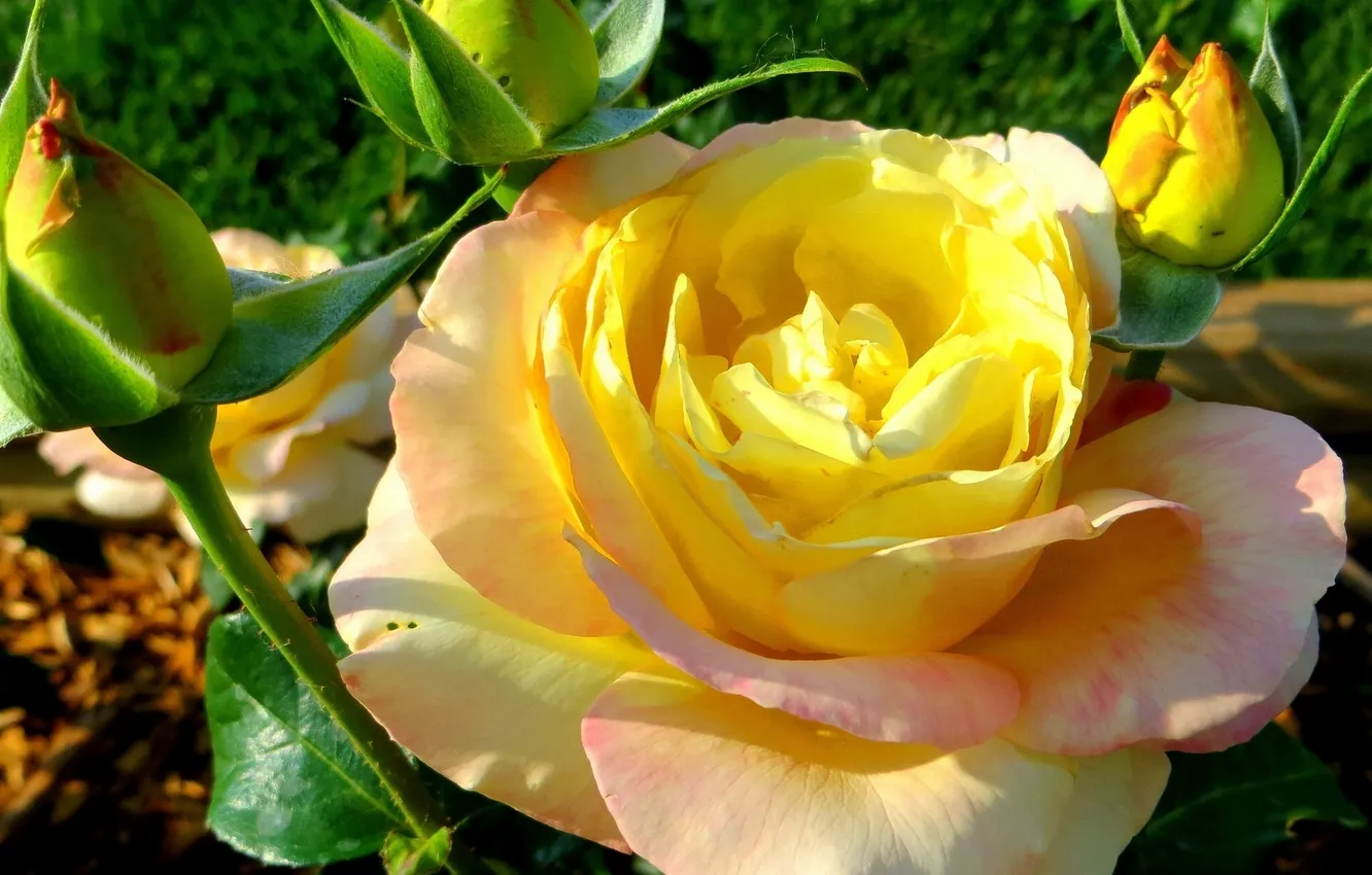 Photo wallpaper macro, roses, buds