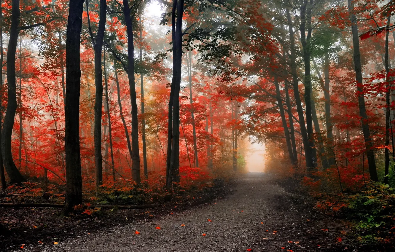 Photo wallpaper road, autumn, forest