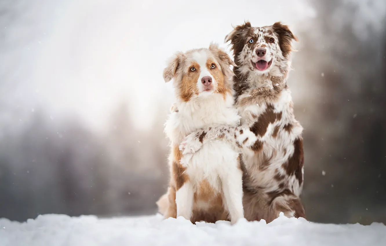 Photo wallpaper dogs, snow, a couple, two dogs