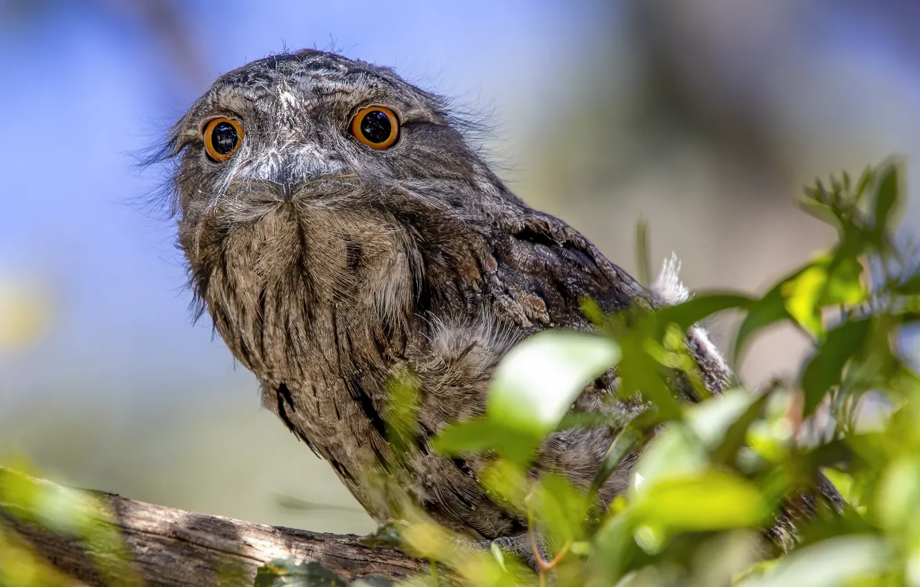 Photo wallpaper bird, Smoky legoscia, Podargus strigoides