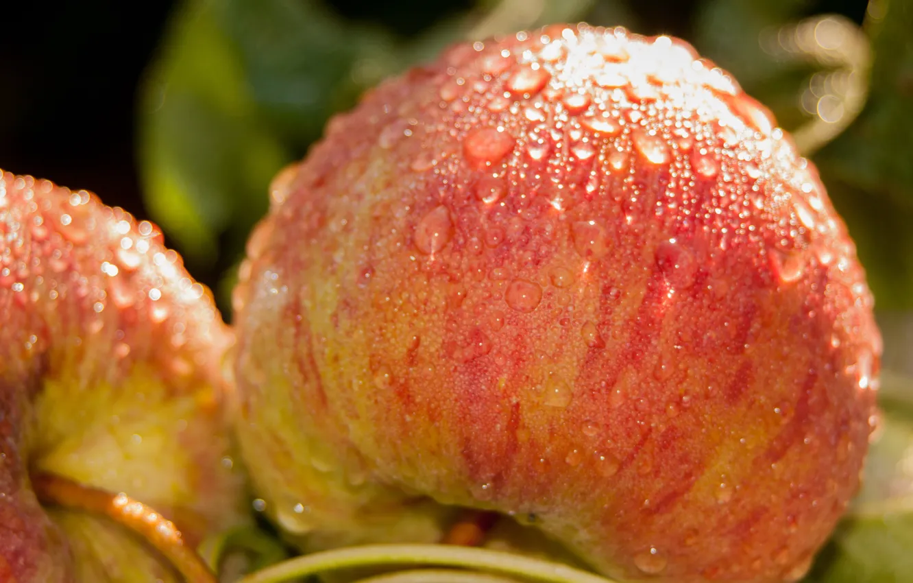 Photo wallpaper apples, food, fruit