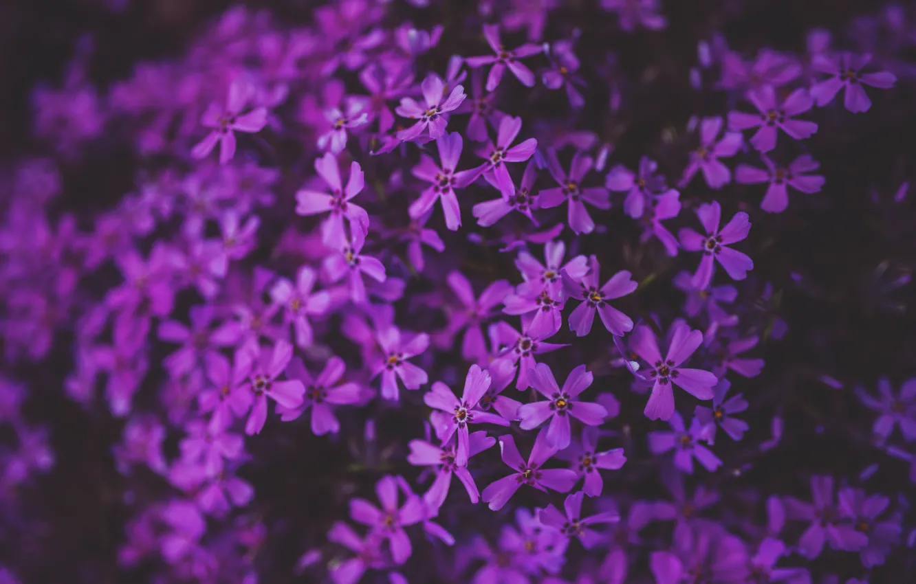 Photo wallpaper plants, flora, nature, flora, flowers, Hayfield, Little purple flowers, by Kaboompics