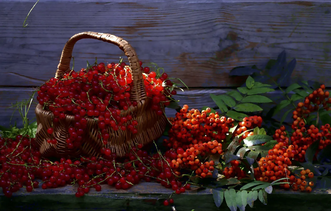 Photo wallpaper summer, berries, still life, basket, Rowan, red currant
