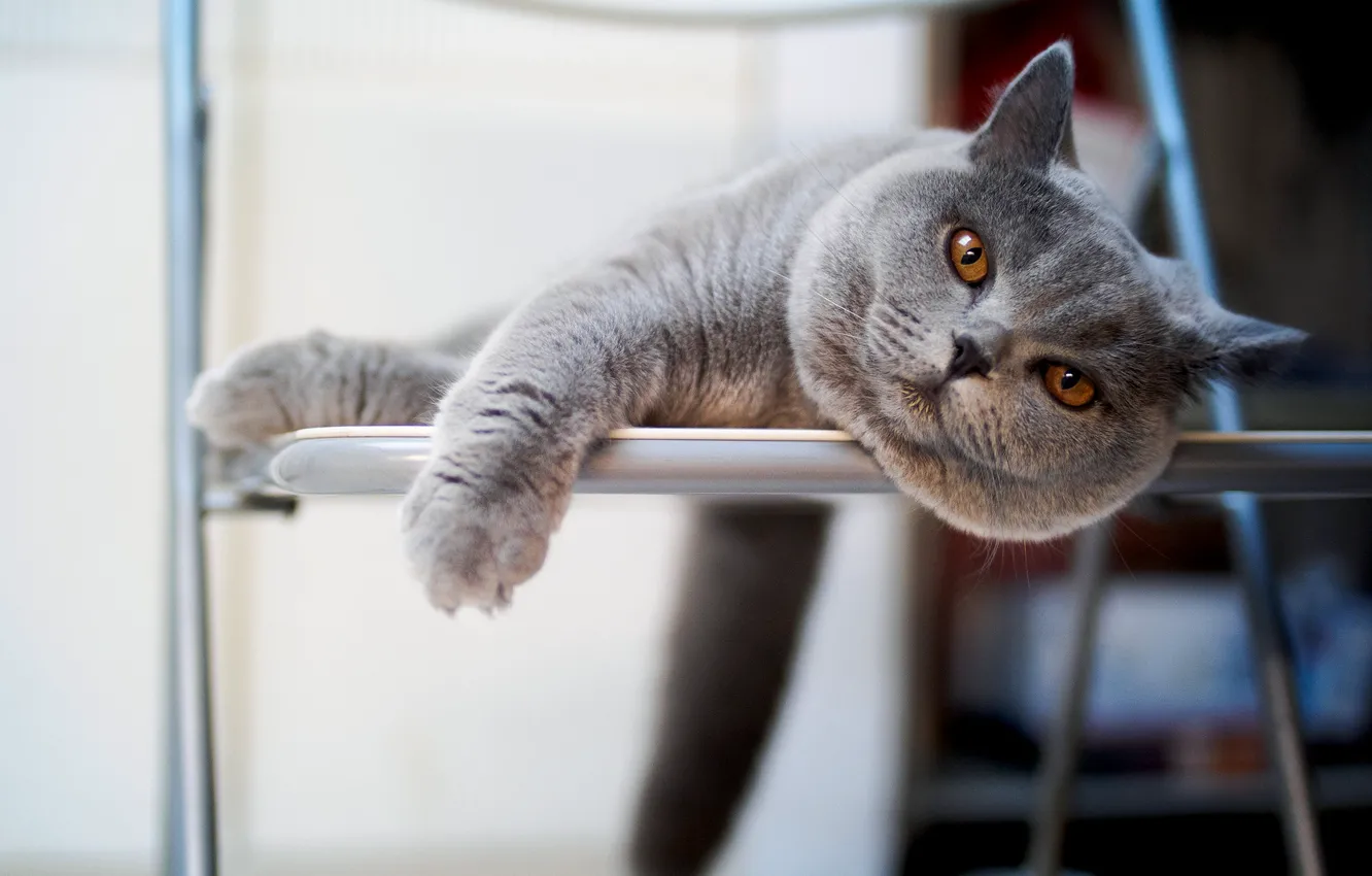 Photo wallpaper cat, cat, look, pose, face