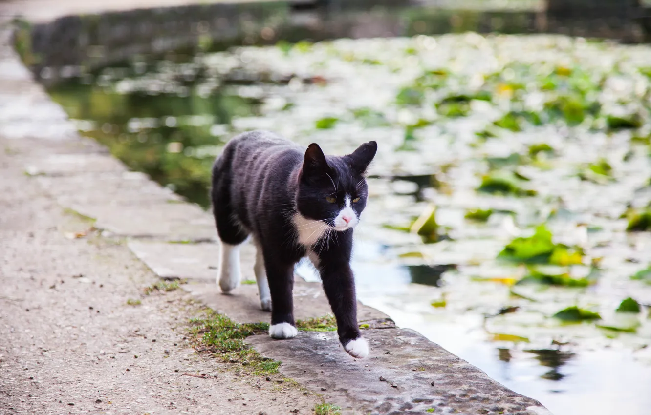 Photo wallpaper cat, water, pond, is