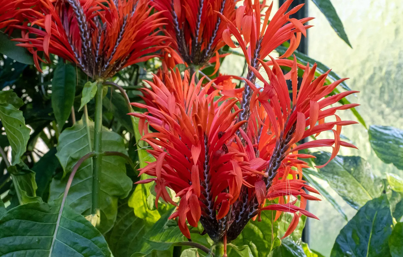 Photo wallpaper flowers, tropics, red flowers