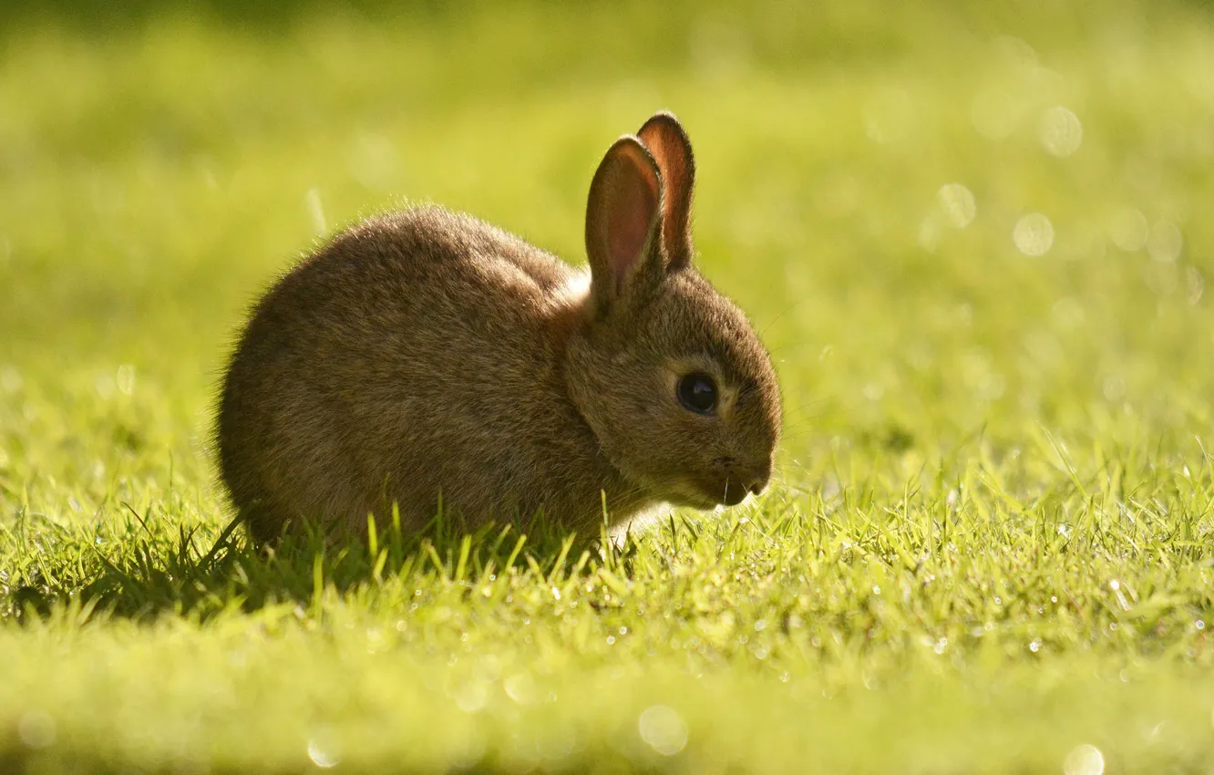 Photo wallpaper grass, rabbit, cub