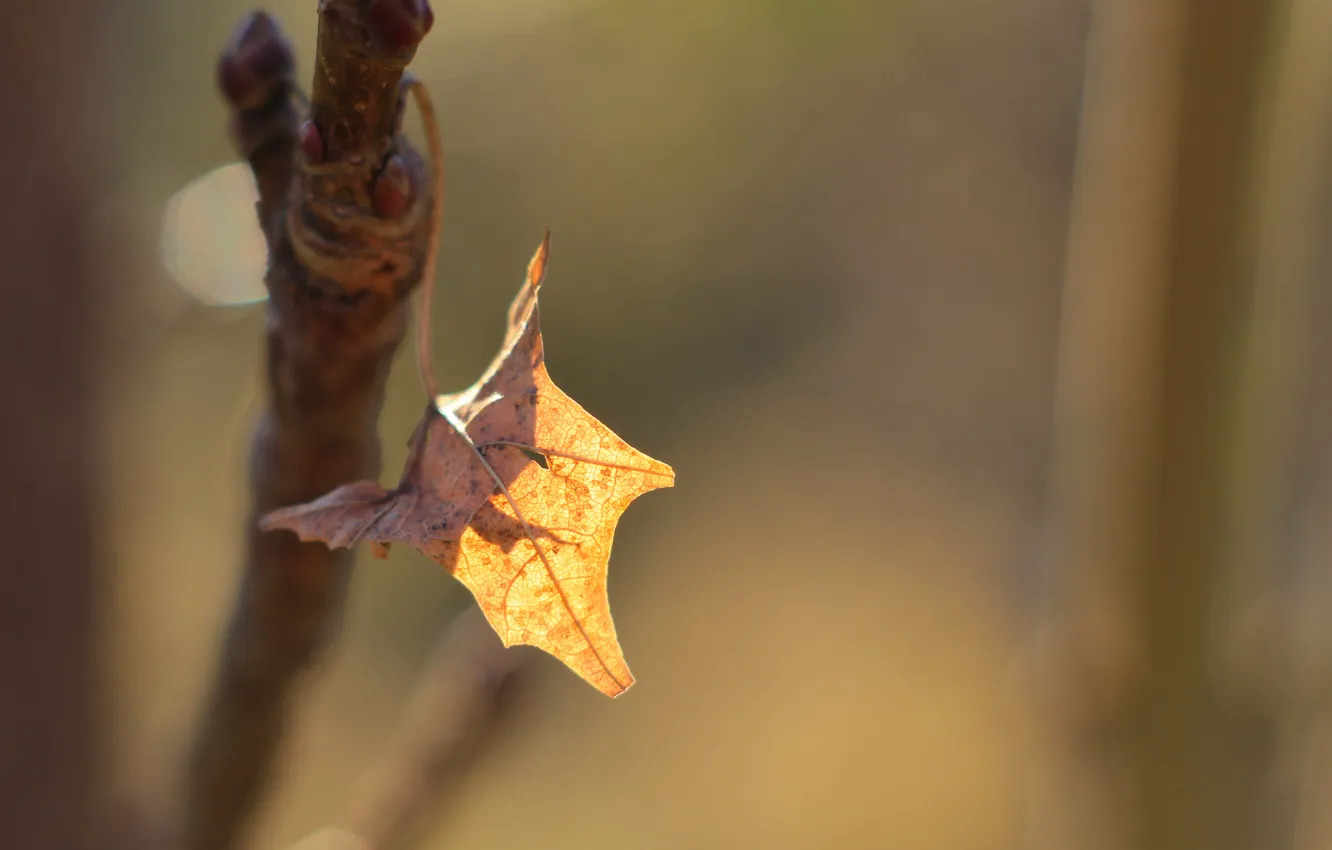 Photo wallpaper yellow, autumn, leaf, twig