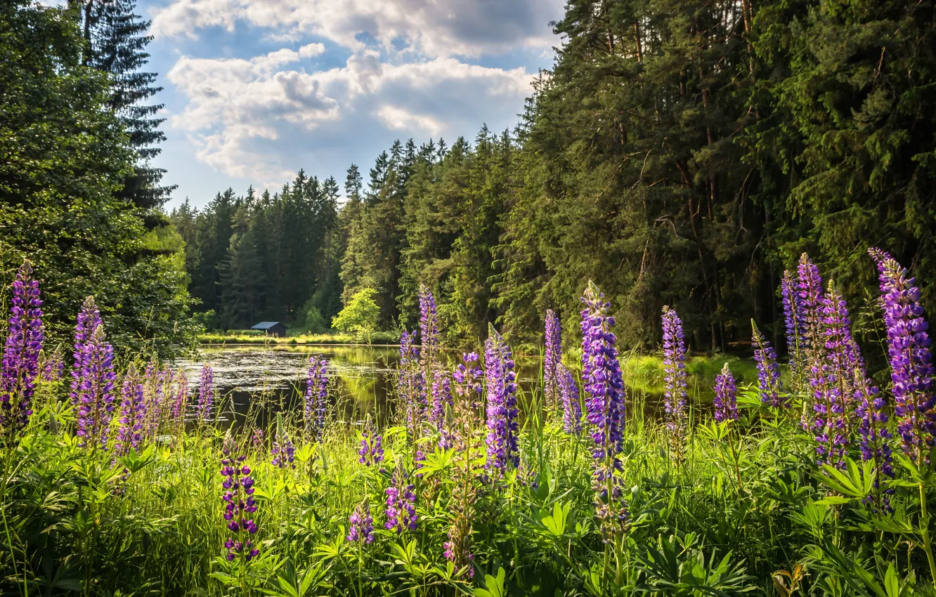 Photo wallpaper greens, forest, summer, clouds, flowers, lake, pond, thickets