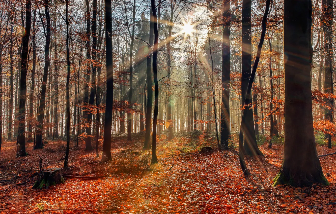 Photo wallpaper autumn, forest, sunlight