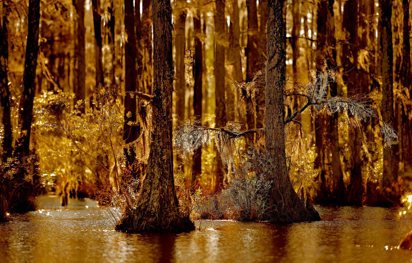 Photo wallpaper autumn, forest, nature