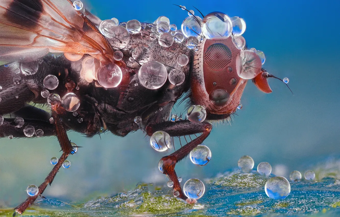 Photo wallpaper drops, macro, fly, background, insect