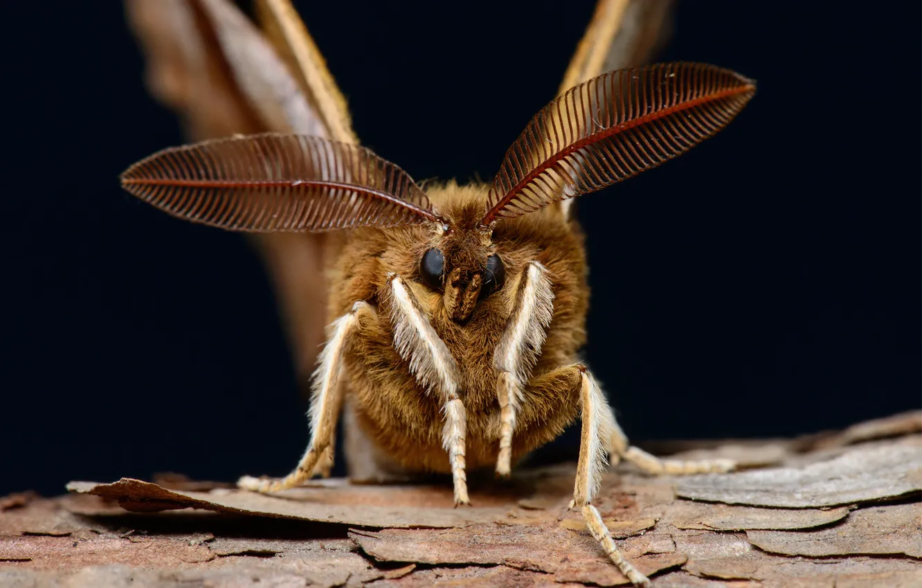 Photo wallpaper eyes, mustache, hairy, Insect