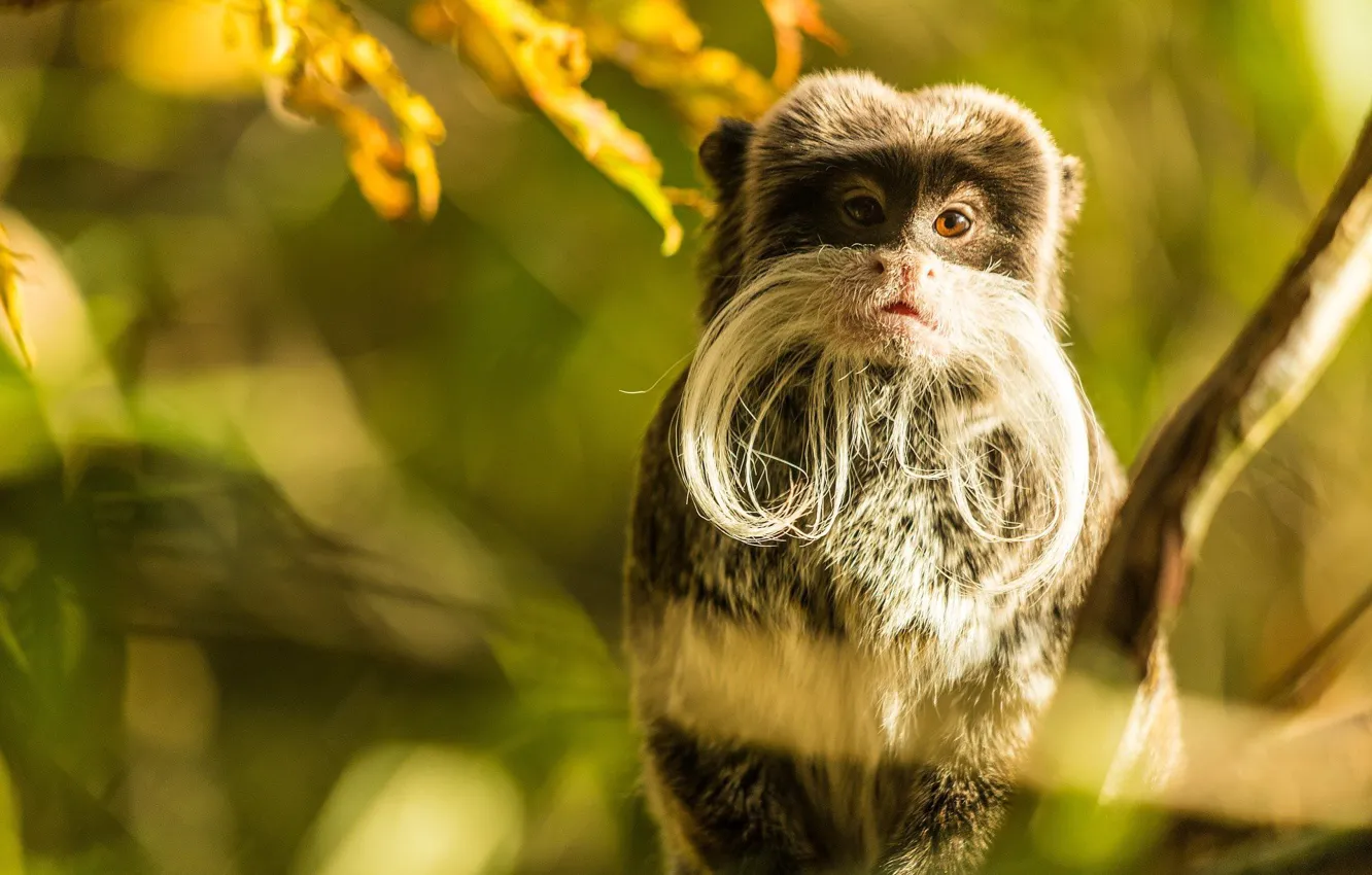 Photo wallpaper mustache, monkey, monkey