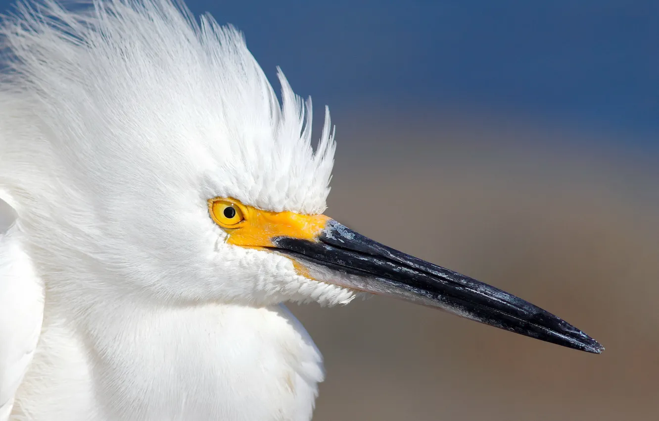 Photo wallpaper white, background, bird, portrait, Heron, Wallpaper from lolita777