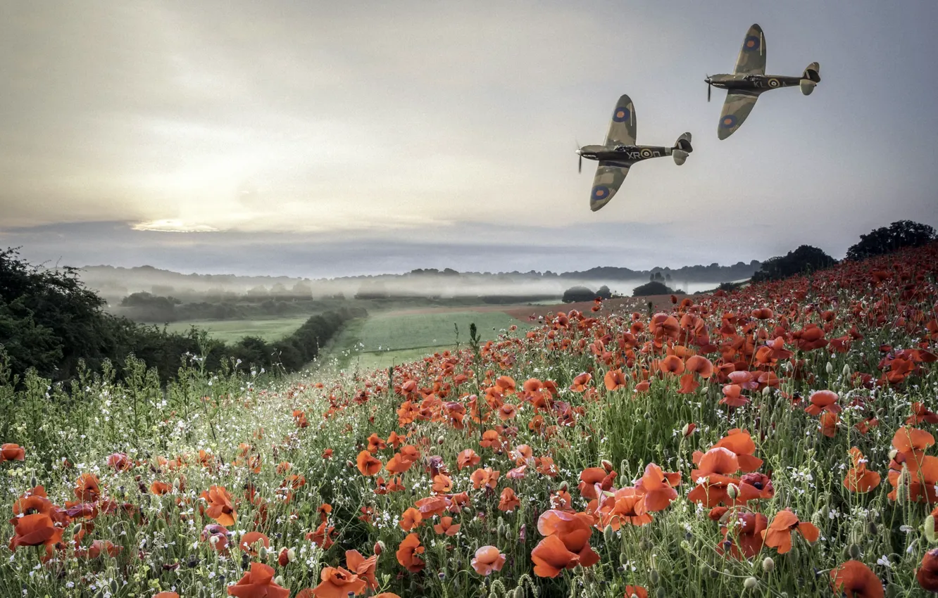 Photo wallpaper field, Maki, the plane
