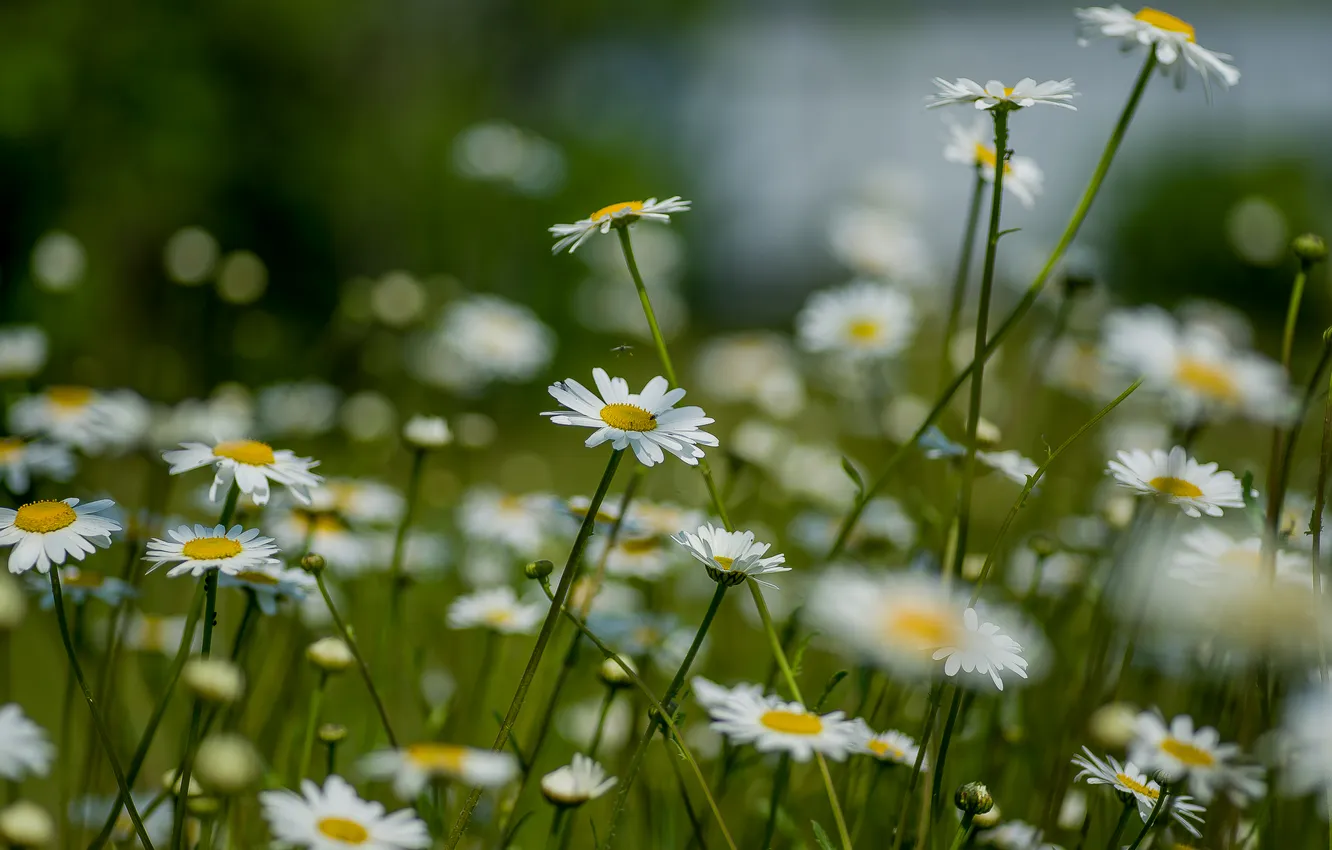 Photo wallpaper summer, flowers, nature, chamomile