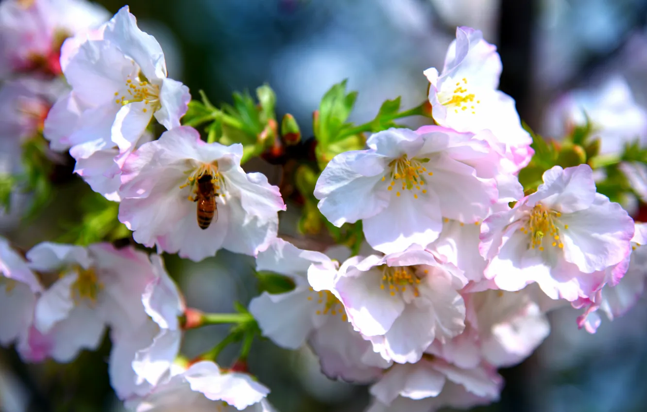Photo wallpaper nature, bee, branch, spring, Sakura, flowering
