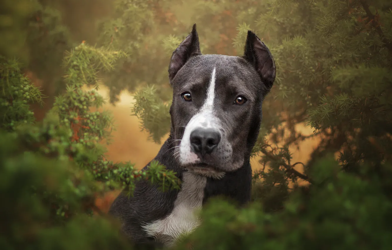 Photo wallpaper look, face, branches, nature, portrait, dog, needles, amstaff