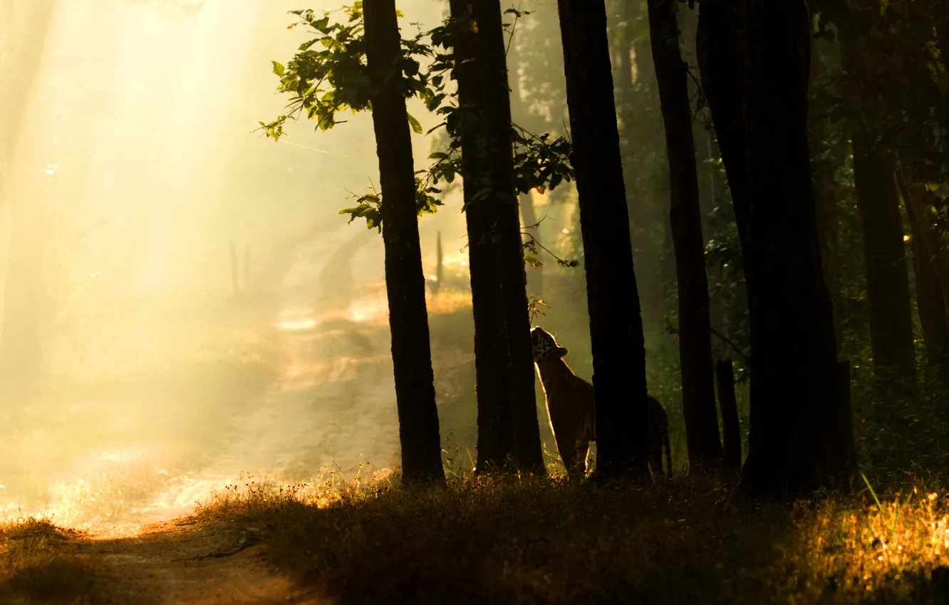 Photo wallpaper road, forest, rays, light, trees, tiger, fog, dawn