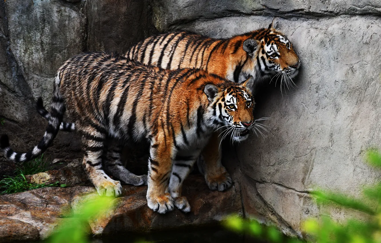 Photo wallpaper look, tiger, stones, wall, pair, tigers, wet, two