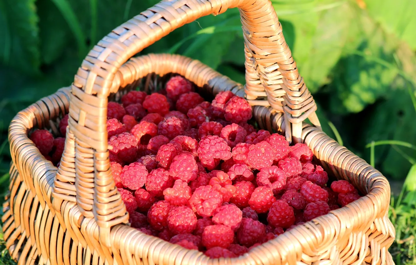 Photo wallpaper berries, raspberry, basket