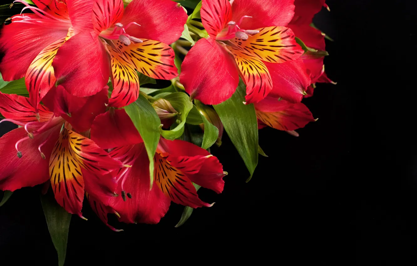 Photo wallpaper flowers, red, Alstremeria, Alstroemeria