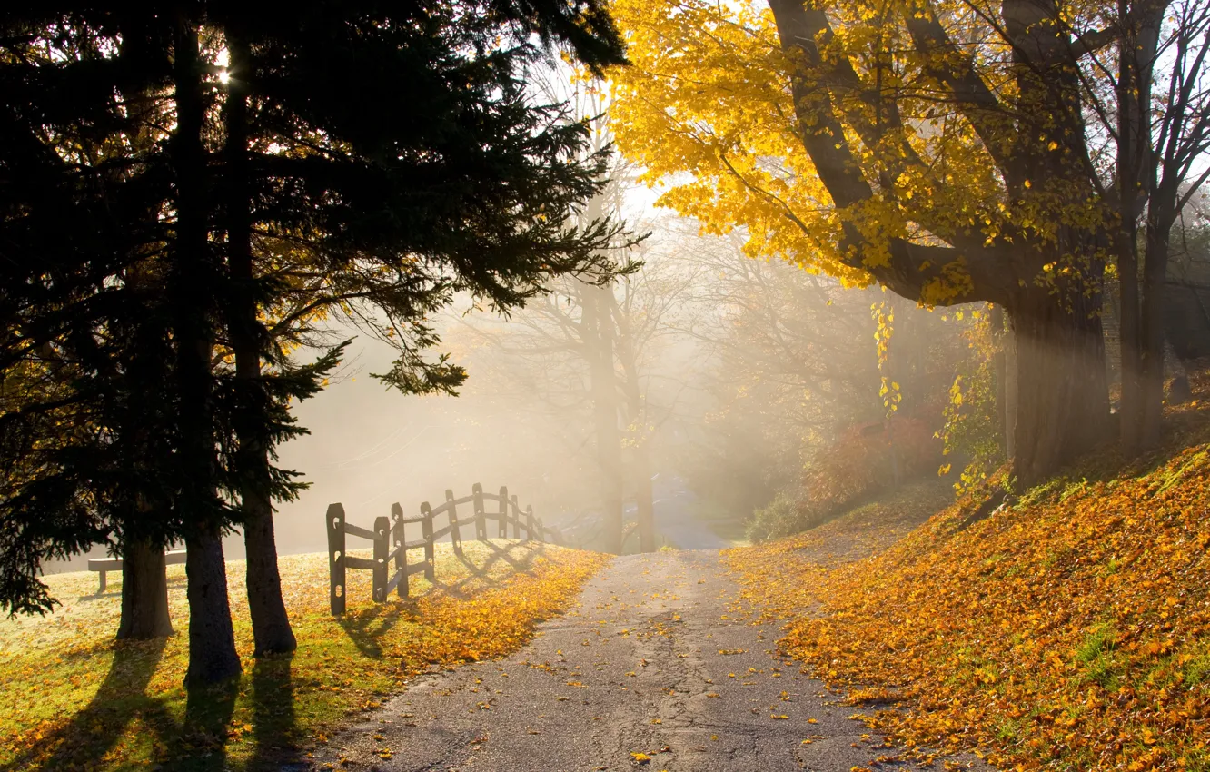 Photo wallpaper road, autumn, trees, fog, Park, foliage, trees, autumn
