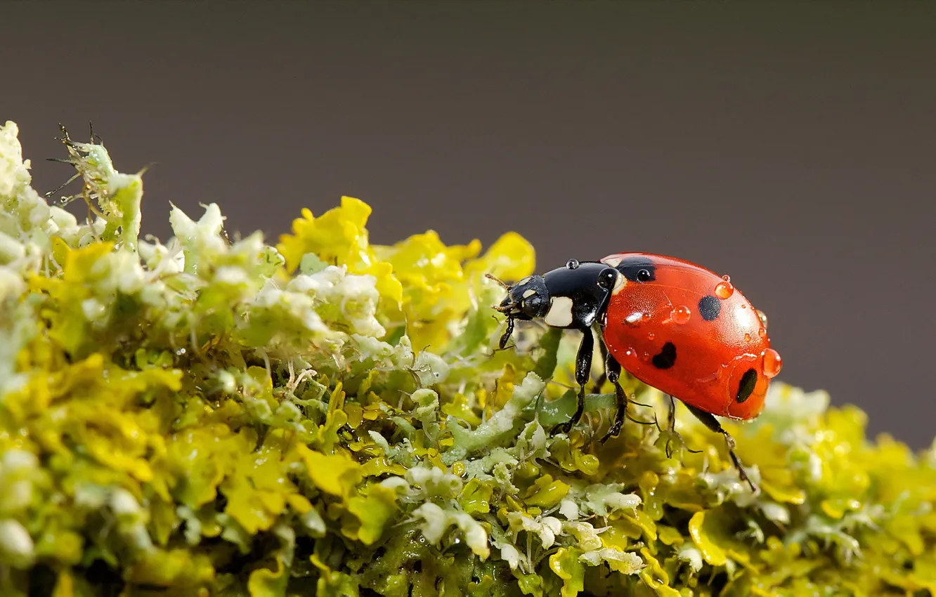 Photo wallpaper nature, background, ladybug