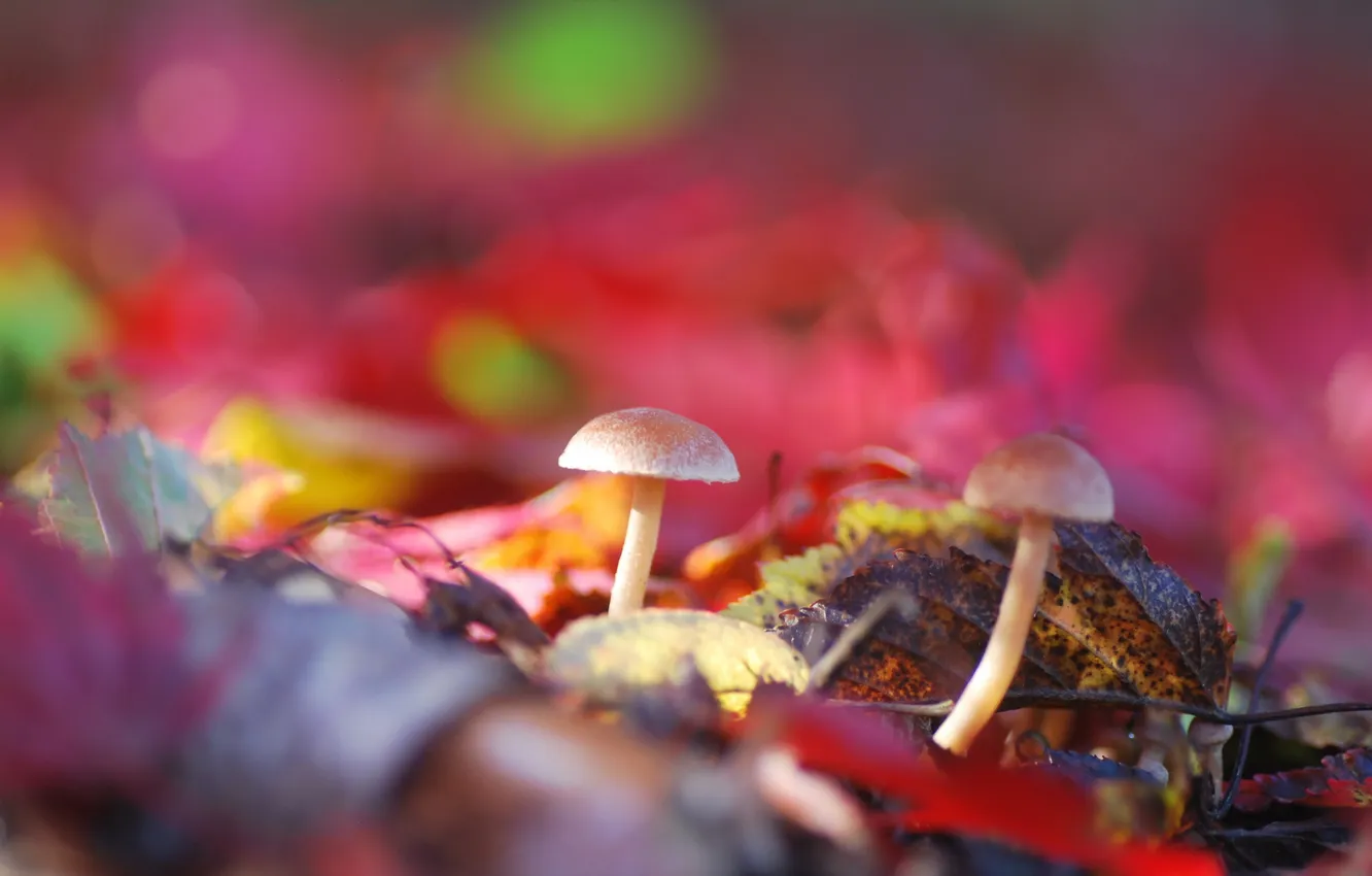 Photo wallpaper nature, background, mushrooms