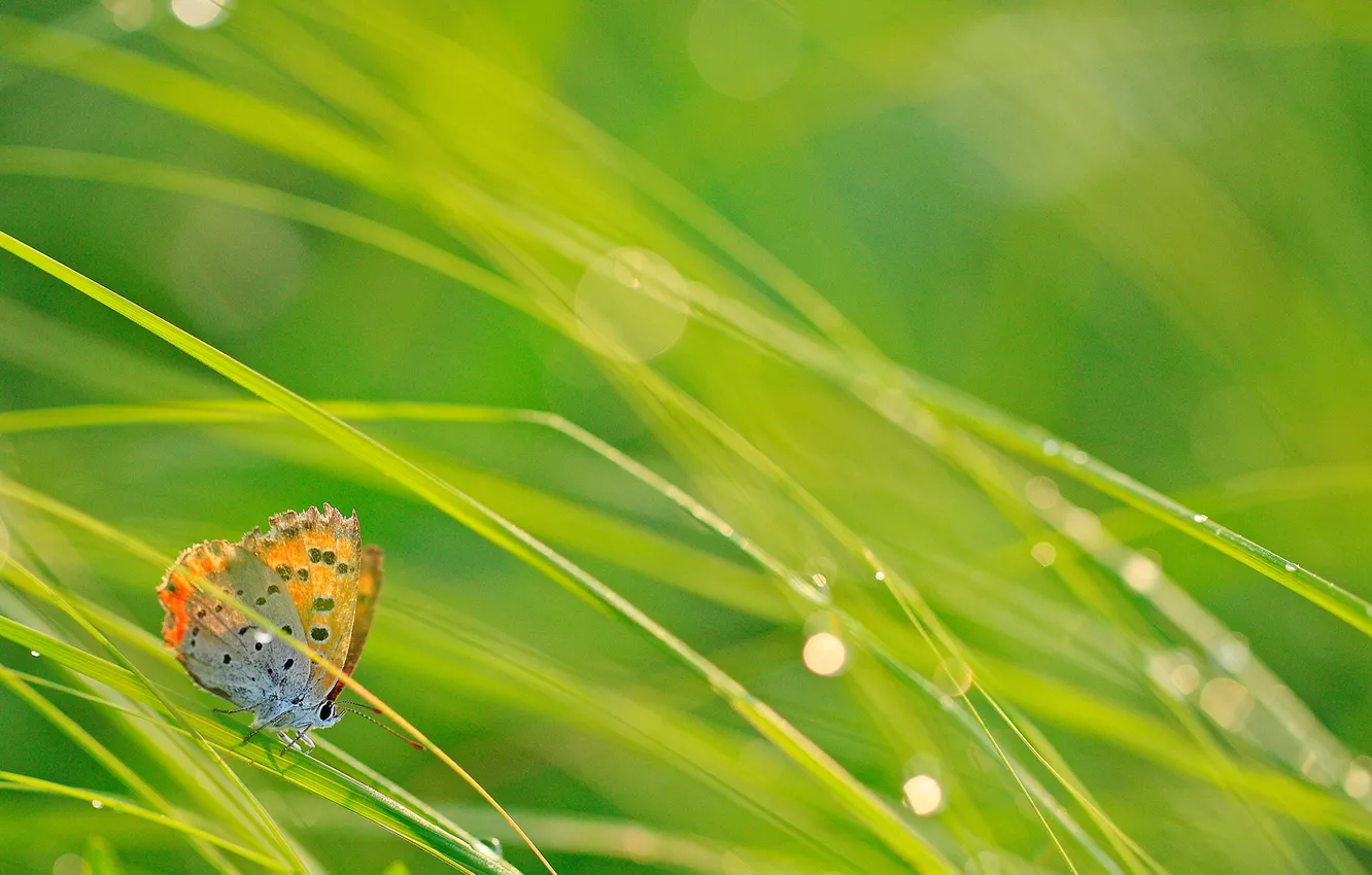 Photo wallpaper grass, drops, macro, glare, butterfly