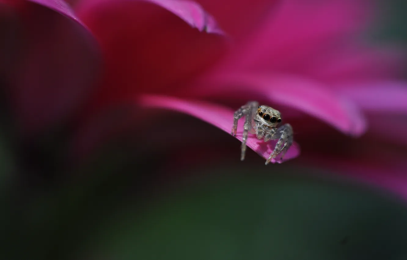 Photo wallpaper macro, flowers, spider