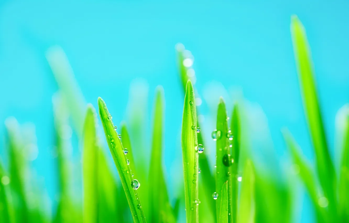 Photo wallpaper grass, drops, brightness