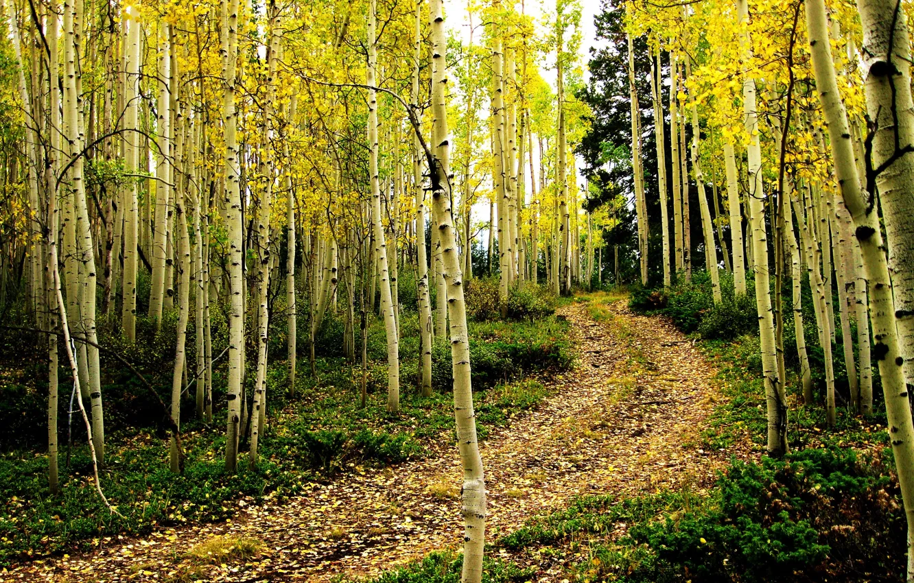 Photo wallpaper road, autumn, forest, birch