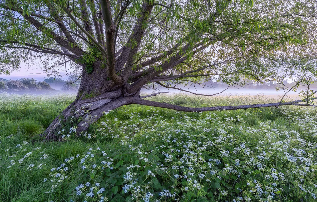 Photo wallpaper grass, trees, flowers, fog, meadow