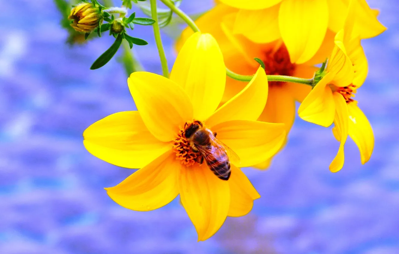Photo wallpaper honey, Purple, Canada, Flower, Yellow, Spring, Summer, working