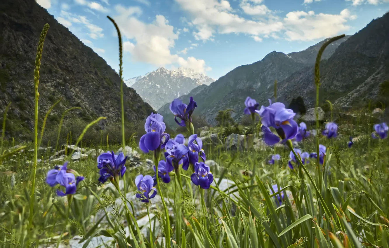 Photo wallpaper mountains, meadow, iris