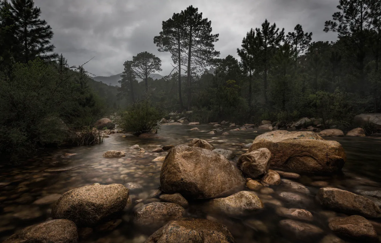 Photo wallpaper forest, the sky, trees, clouds, fog, river, stones, overcast