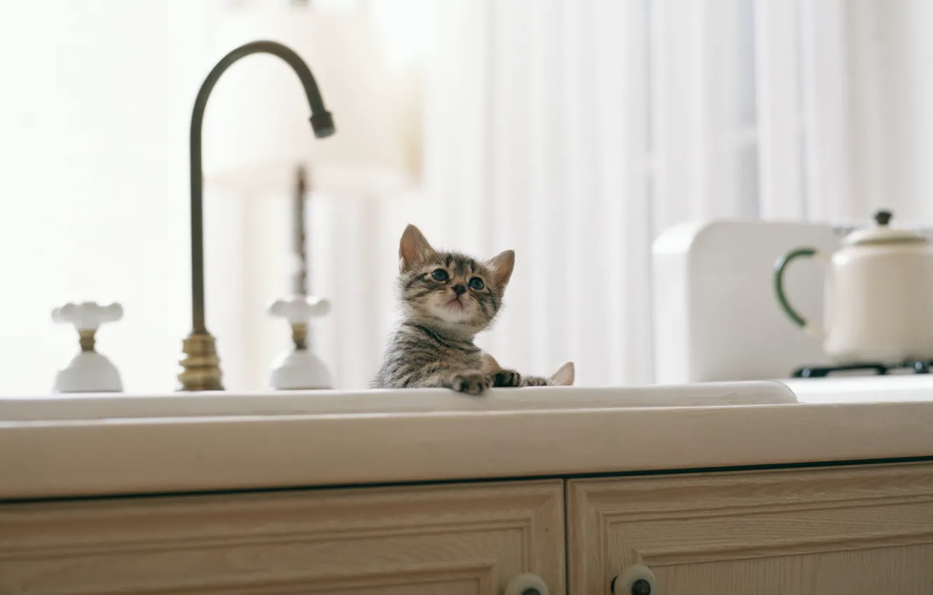 Photo wallpaper crane, Kitty, kitchen