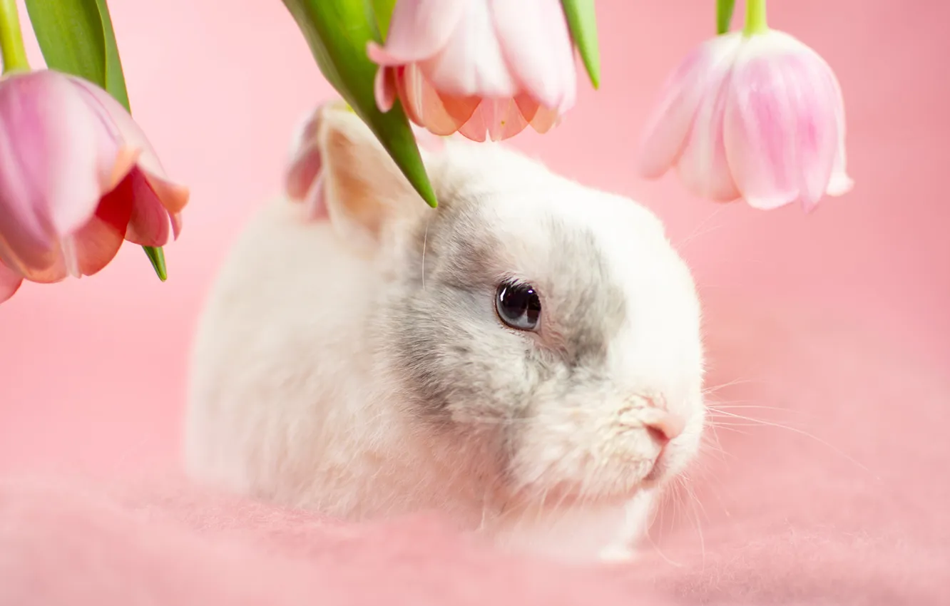 Photo wallpaper white, look, leaves, flowers, rabbit, tulips, pink, face