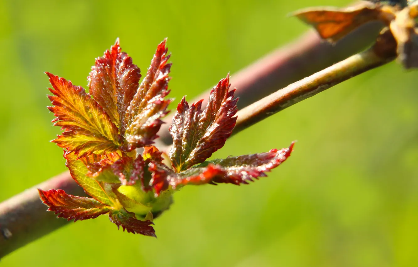 Photo wallpaper leafs, color, spring, twig