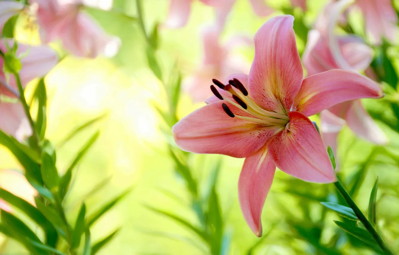 Photo wallpaper macro, pink, Lily, petals, stamens, bokeh