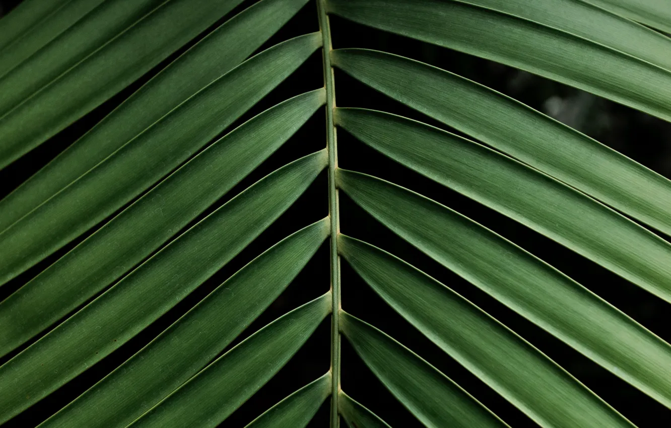 Photo wallpaper macro, Palma, leaf, branch, green