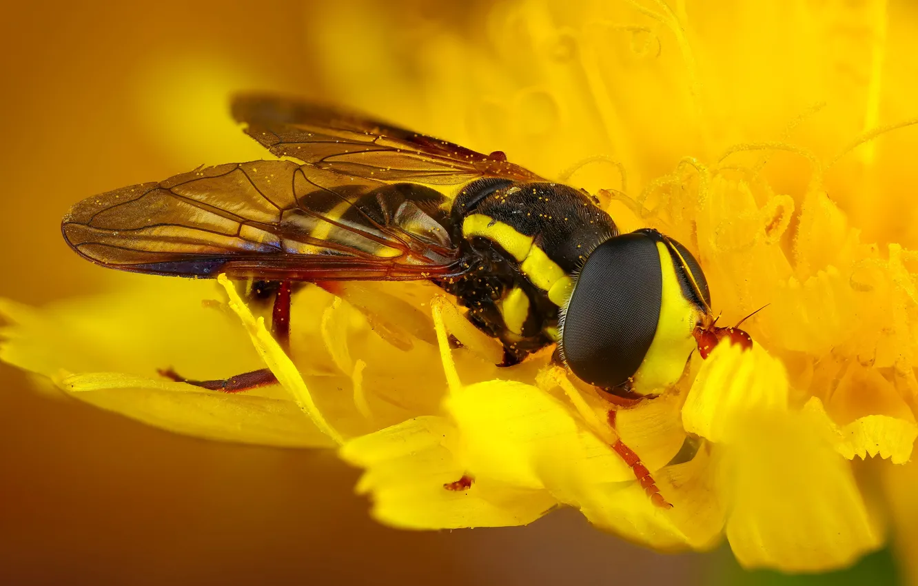 Photo wallpaper flower, macro, yellow, fly, background, OSA, petals, insect