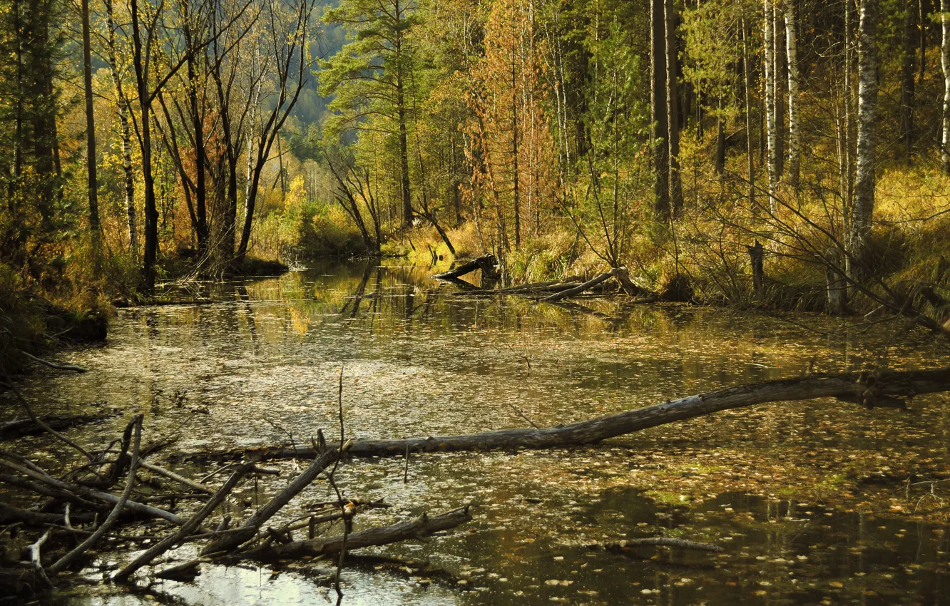 Photo wallpaper autumn, forest, swamp, forest, autumn, fall, swamp