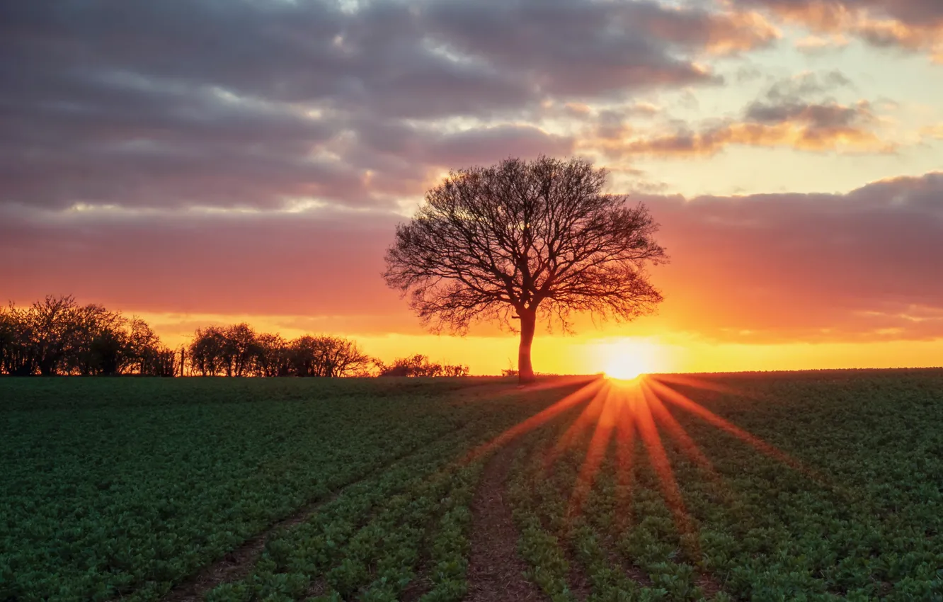Photo wallpaper field, the sun, trees