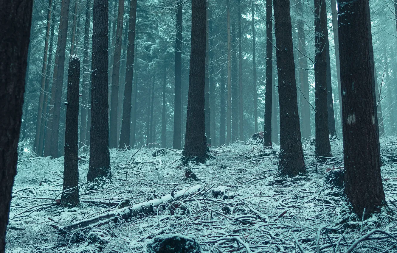 Photo wallpaper winter, forest, snow, trees, nature