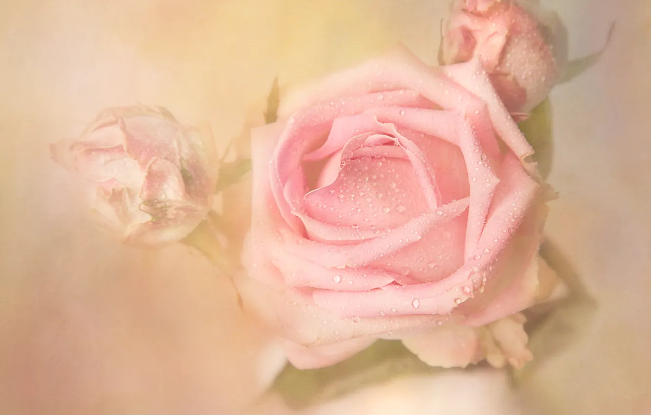Photo wallpaper drops, flowers, Rosa, background, roses, light, haze, buds