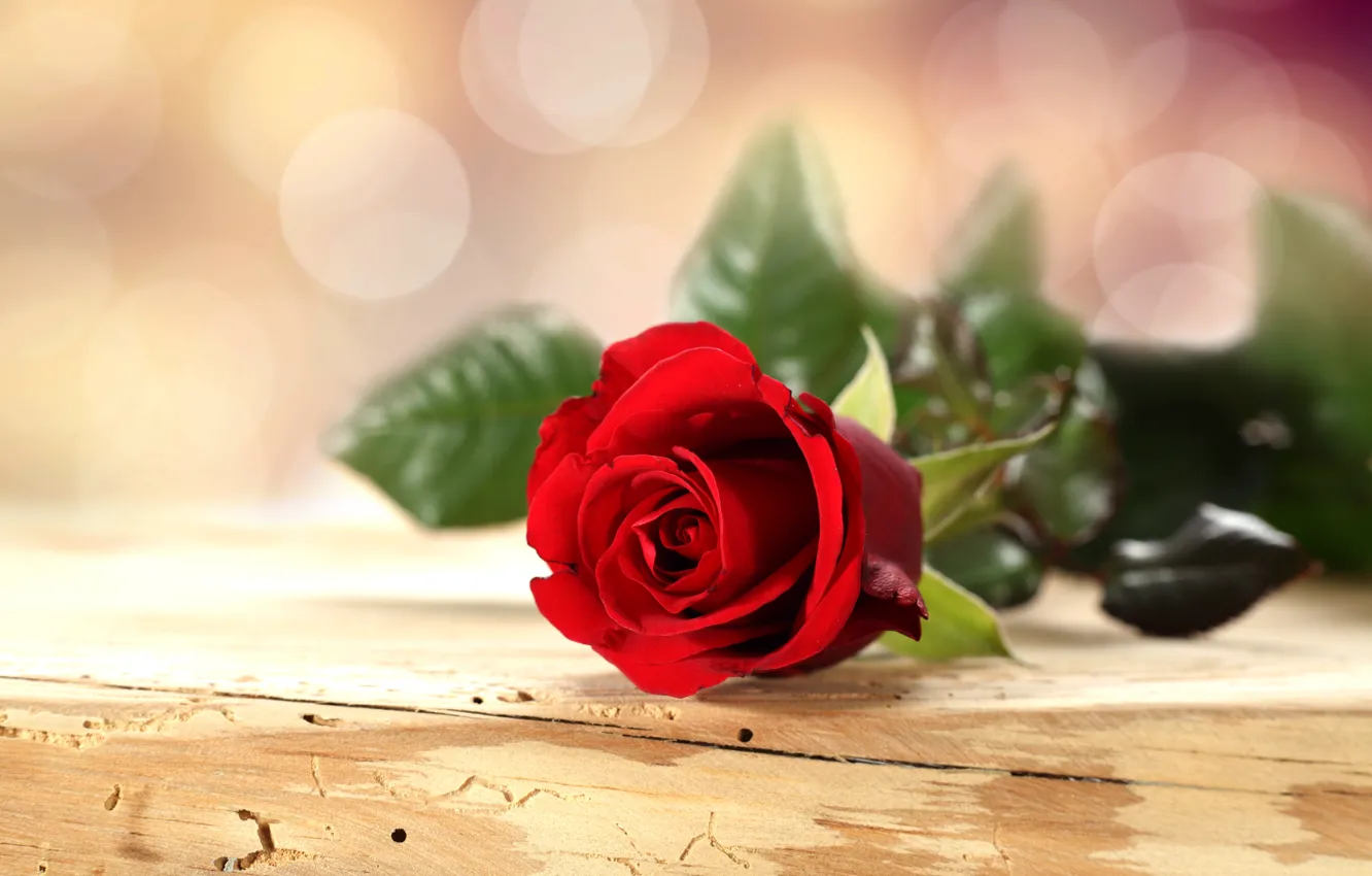 Photo wallpaper flower, table, background, rose, petals, red, bokeh